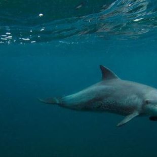 Dolphins Thonga June 2018