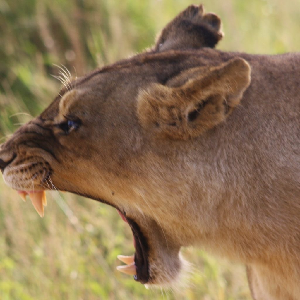 south Africa safari lodges