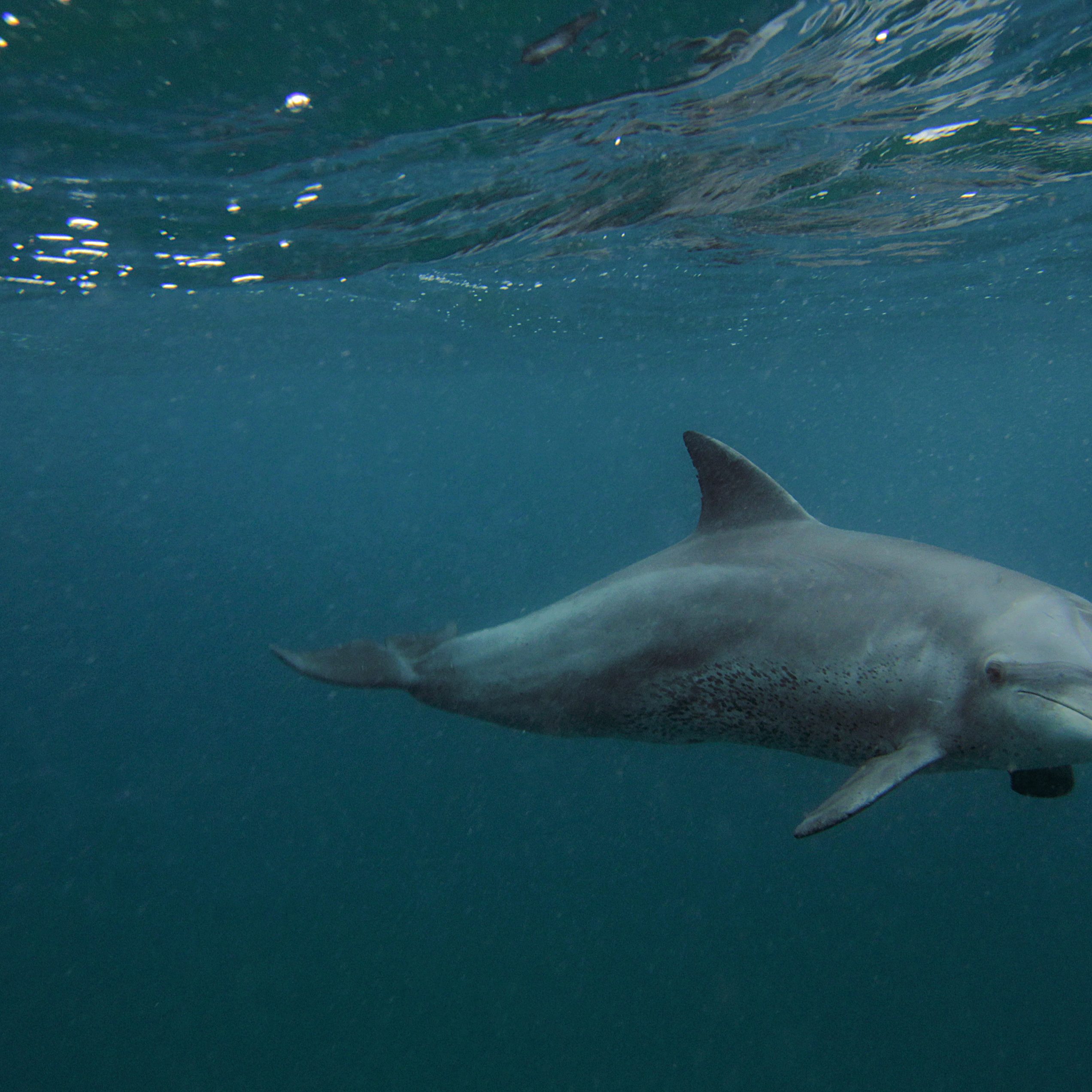 Dolphin seen from Thonga Beach Lodge