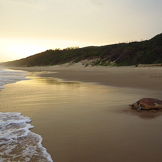 Thonga-turtle-web Roger de la Harpe