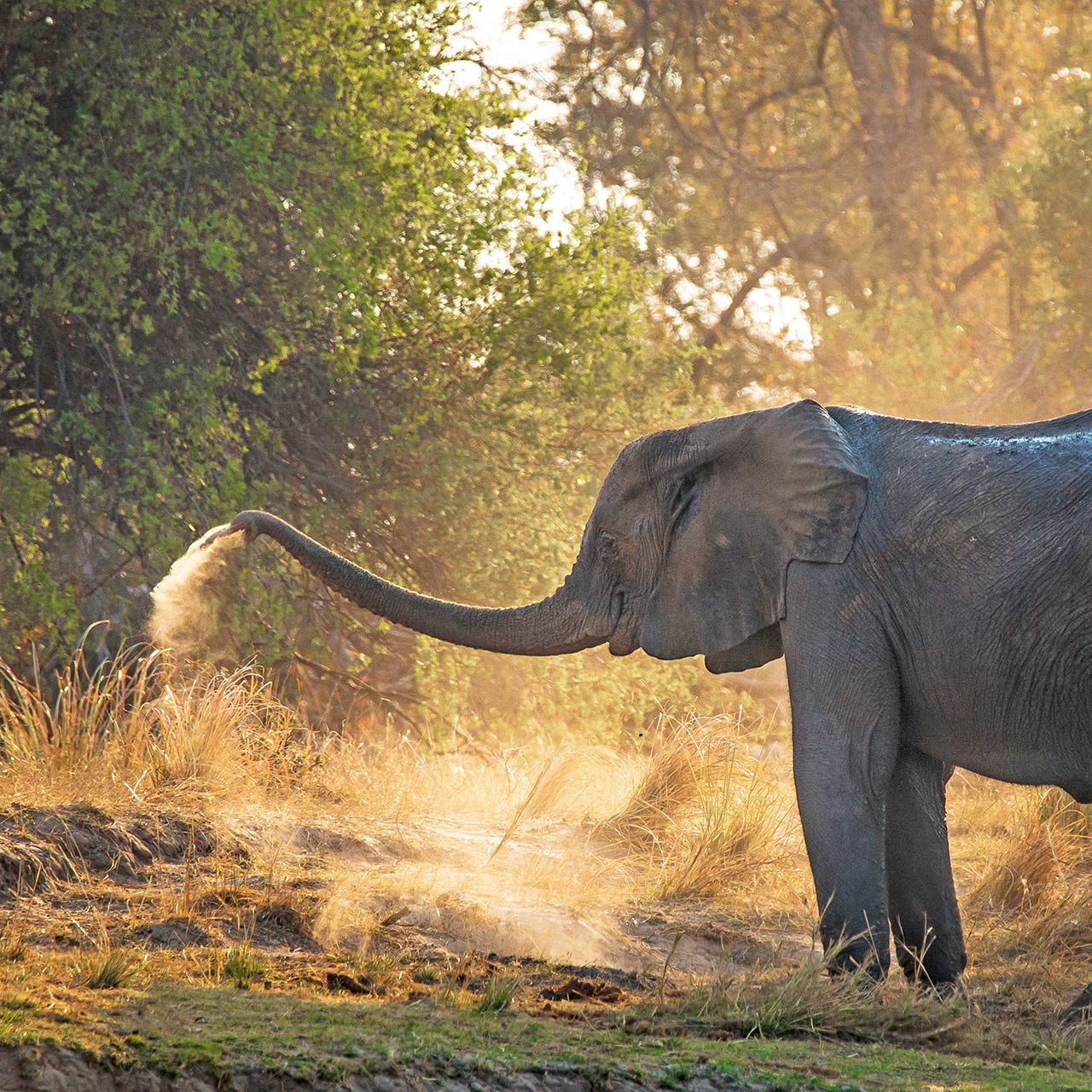 Elephant - Isibindi, South African Safari Lodge Holiday Specials and Packages