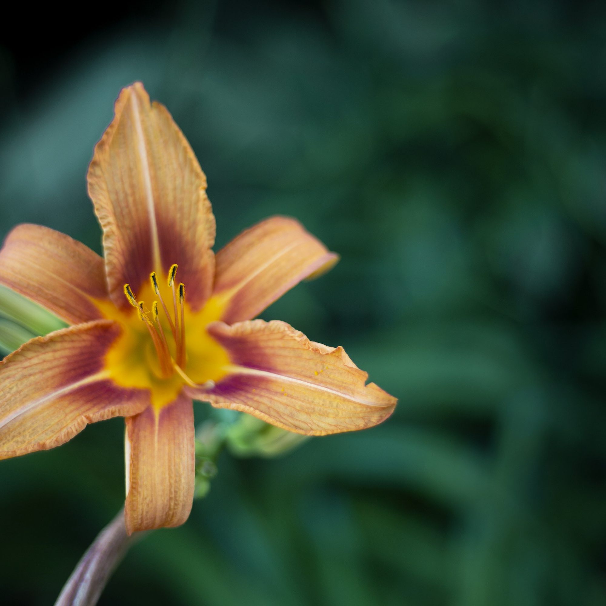 sunset-coloured-petals-against-green-leaves